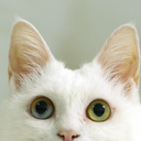 golden-slumbers avatar