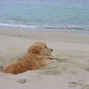 golden-state-mind avatar