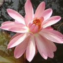 golden-vessel avatar