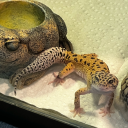 goldenbloomberry avatar