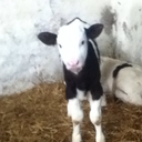 goldenbuffalo-blog avatar