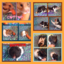 goldenburrowhamstery avatar