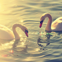 goldendreamxo avatar