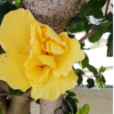 goldenfallingflower avatar
