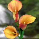 goldenhawthorn avatar