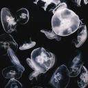 goldenhour-goldenboy avatar