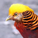 goldenpheasant avatar