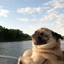 goldenpianoteeth-blog avatar