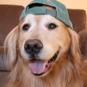 goldenretrieverguybracket avatar