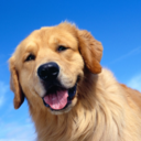 goldenretrieverlove avatar