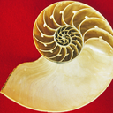 goldenspiraltarot avatar