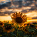 goldensunflower-larry avatar