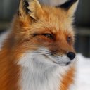 goldenwinterfox avatar