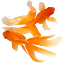 goldfish3s avatar