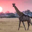 goldfishgiraffe avatar