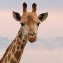 goldfishgiraffereblogs avatar