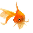 goldfisho avatar