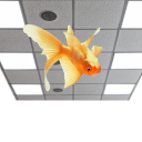 goldfishontheceiling avatar