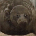 goldstonegolem64 avatar