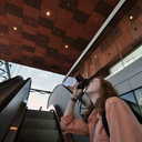 golliferstravels avatar