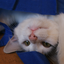 golondrinas-vuelan avatar