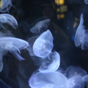 gomadangooooo avatar