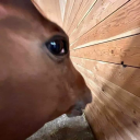 gomgeomeogmeogmy avatar