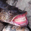 gonna-getcha-boy avatar