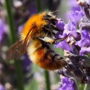 gooahdshjgwealk avatar