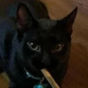 goodboynoises avatar