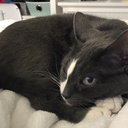 goodmorninggiraffe avatar