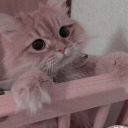 goodnightunknownsworld-blog avatar