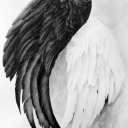 goodomensineffablehusbands avatar