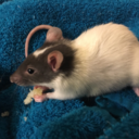 goodratkeeping avatar