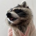 goofyahhraccoon avatar