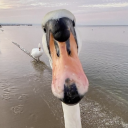 goofygoosequak avatar