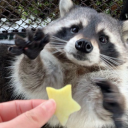 goofyraccoon avatar