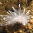 goopychaosgremlin avatar