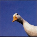 goose-bard avatar