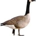 goose-png avatar