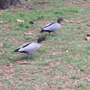 goosesinthepond avatar