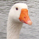 goosewhumps avatar