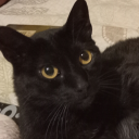 gordocabj32-blog avatar