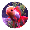 gorgeousgoldies avatar