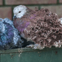 gorgeouslyfinished avatar