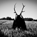 gorgeousnightmare89 avatar