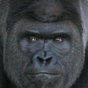 gorillaheritageposts avatar