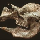 gork-cavegirl avatar