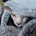 gorreschemers avatar