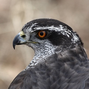 goshawk4707 avatar